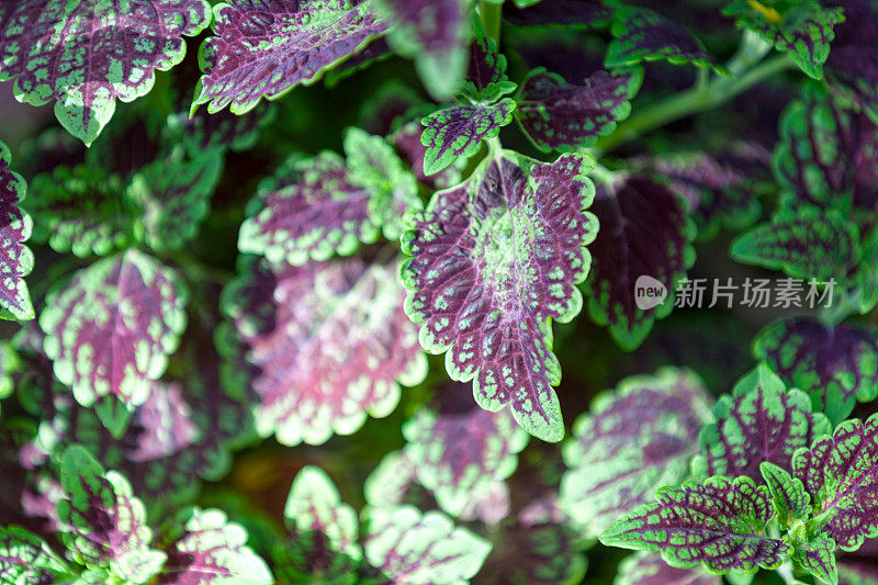 锦紫苏（Plectranthus scutellarioides）